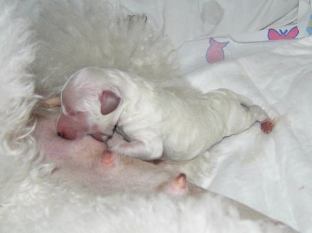 Dnes jsem se narodil. Vážím 184 g a přesvědčuji cecíky, aby měly mlíčko.